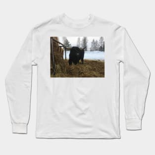 Scottish Highland Cattle Bull 1915 Long Sleeve T-Shirt